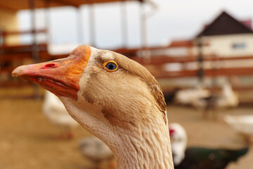 Goose with a speckled head and an orange beak peeks inquisitively through the slats of a wooden fence on a cloudy day at a farm.