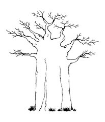 Drawing of a baobab