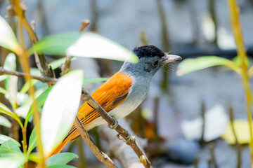 The Asian Paradise Flycatcher in nature