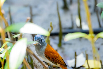The Asian Paradise Flycatcher in nature