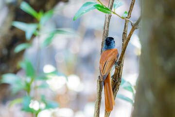 The Asian Paradise Flycatcher in nature