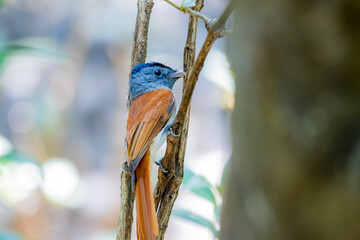 The Asian Paradise Flycatcher in nature