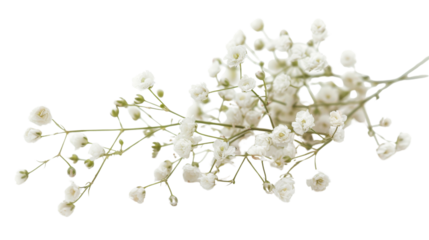 White gypsophila flowers