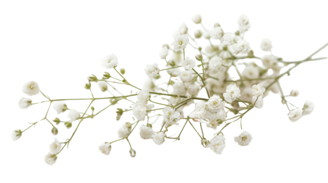 White gypsophila flowers