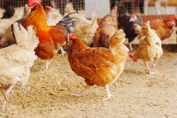 Chicken standing in a row, each clucking and pecking at the ground.