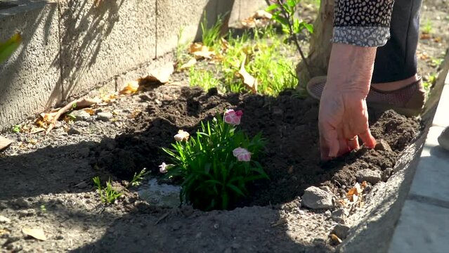 Slow motion, old woman planting flowers in the garden.