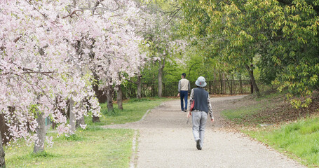 春の桜満開の公園で散歩するシニア男性と女性の姿