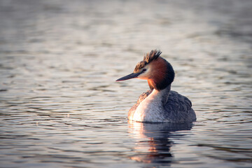 Great crested grebe (Podiceps cristatus) swims in the water with reflection toward the camera lens...