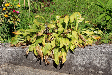 Plantain lily or Hosta foliage plant with partially shriveled and dried broad leaves growing in...