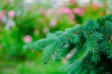 Pine branch on a colored blurred background.Summer background.