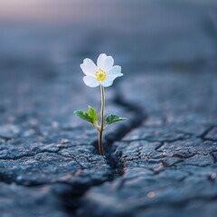 A single blooming flower pushing through cracked pavement, symbolizing the resilience of faith in challenging times