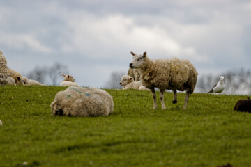 Photograph of sheep grazing in a meadow in Springtime in the UK