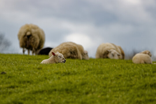 Photograph of sheep grazing in a meadow in Springtime in the UK