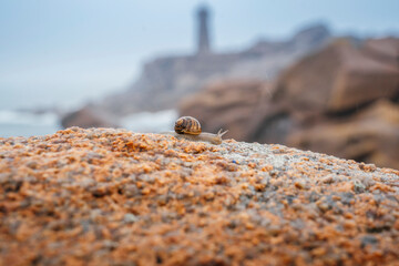 snail crawling on the stone on the Brittany coast of France