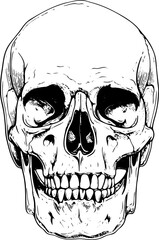 Skull black and white vector illustration