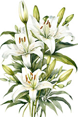 White lilies isolated from background