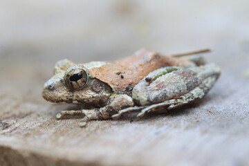 The collared puffbird (Bucco capensis) is a species of bird in the family Bucconidae, the puffbirds, nunlets, and nunbirds. This photo was taken in Colombia.