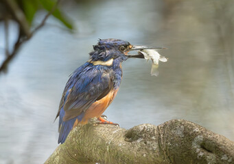 Azure Kingfisher (Alcedo azurea) perched with a fish selected focus Queensland, Australia.