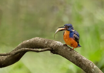 azure kingfisher (Ceyx azureus) with a fish 