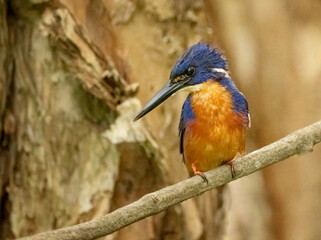  Azure Kingfisher (Alcedo azurea)  a small blue and orange kingfisher in Queensland, Australia.