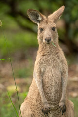Eastern grey kangaroo (Macropus giganteus) eating grass Gold Coast, Queensland, Australia.