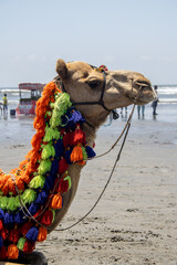 camel on the beach