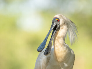 Royal Spoonbill ( Platalea regia) in breeding colors red eye yellow lid long black spoon shaped...