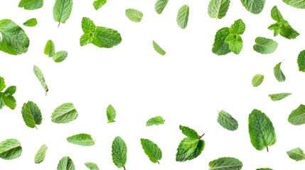 Mint leaves fly