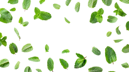 Mint leaves fly