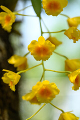 Yellow orchid flower (Dendrobium chrysotoxum) blooming in summer season, Thailand
