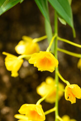 Yellow orchid flower (Dendrobium chrysotoxum) blooming in summer season, Thailand