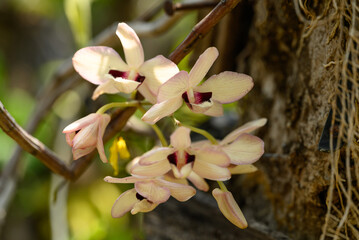 Orchid flower (Dendrobium pulchellum) blooming in summer season, Thailand