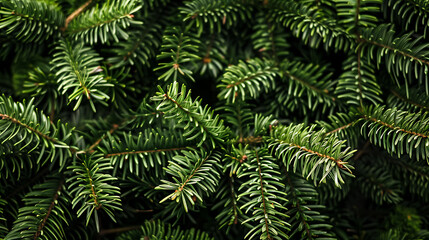 Christmas Tree Branch Background