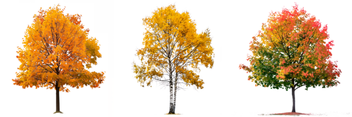 Set of autumn trees with yellow and red leaves isolated on a white or transparent background. Trees with yellow and red leaves close-up, front view. Graphic design element, nature, seasons.