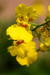 Yellow Oncidium orchid flower blossom, Close up
