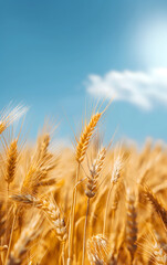Golden Wheat Fields Under Sunny Sky - Essence of Agricultural Beauty