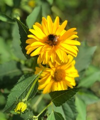 yellow flower