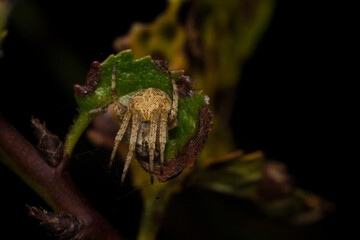 Spider camouflages on a green leaf, macro, nature, insects