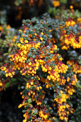 Closeup of Darwin's Barberry flowers, Derbyshire England
