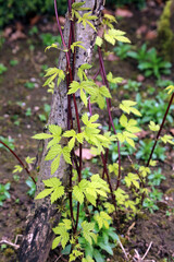 Golden Hop tendrils starting to climb in Spring, Derbyshire England

