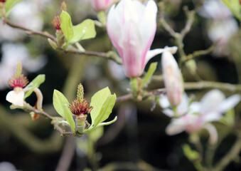 Macro image of a Magnolia pistil after the petals have fallen, Derbyshire England
