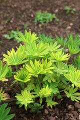 Lupin foliage growing in Spring, Derbyshire England
