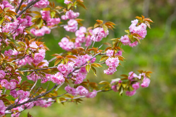 満開を迎えた八重桜の花 ヤエザクラ
