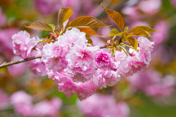満開を迎えた八重桜の花 ヤエザクラ