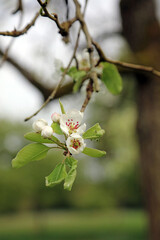 Pear blossom with new leaves in spring, Derbyshire England
