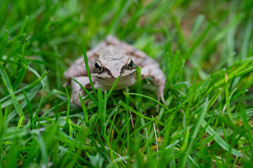 Frog in the green grass in summer