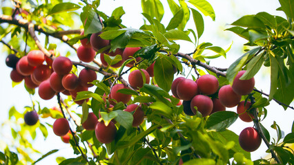 A close-up view of cherrie plums on a tree branch, highlighted by sunlight filtering through the...