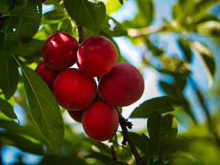 Sunlit plums on a tree surrounded by lush foliage. Perfect for nutrition and wellness concepts.