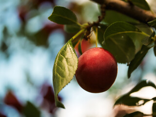 A single plum amidst green foliage under sunlight, capturing the essence of summer harvest and can be used in content related to farming or organic foods.