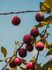 Bright and colorful image of juicy red plums ready for harvest, nestled among green leaves with a clear blue sky backdrop; suitable for agricultural or horticultural educational materials.